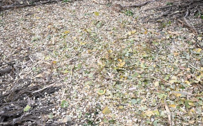 87f603c8-cf29-4717-92ea-ebb60553deff 87f603c8-cf29-4717-92ea-ebb60553deff